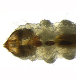 Stigmella tityrella larva,  ventral