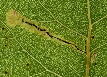 Mine of Stigmella trimaculella on Populus x canadensis