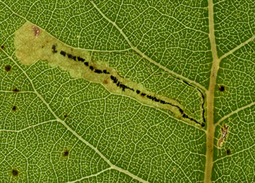 Mine of Stigmella trimaculella on Populus x canadensis