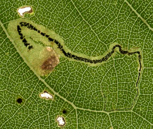 Mine of Stigmella trimaculella on Populus x canadensis