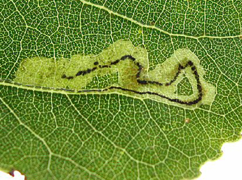 Mine of Stigmella trimaculella on Populus x canadensis