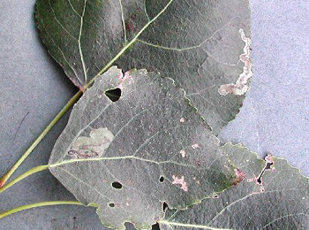 Mine of Stigmella trimaculella on Populus