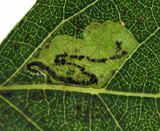 Mine of Stigmella trimaculella on Populus x canadensis