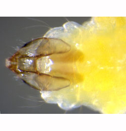 Stigmella trimaculella larva,  dorsal