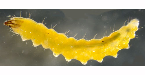 Stigmella trimaculella larva,  lateral