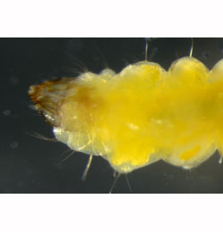 Stigmella trimaculella larva,  ventral
