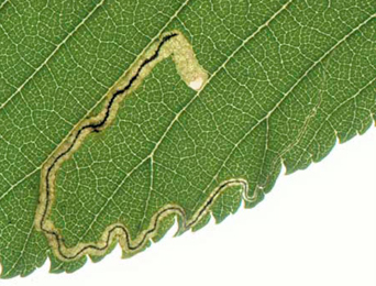 Mine of Stigmella ulmivora on Ulmus minor