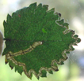 Mine of Stigmella ulmivora on Ulmus