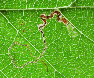 Mine of Stigmella ulmivora on Ulmus