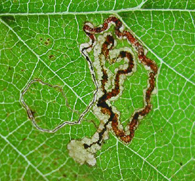 Mine of Stigmella ulmivora on Ulmus minor