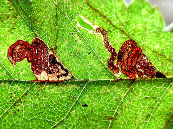 Mine of Stigmella viscerella on Ulmus