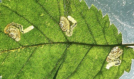 Mine of Stigmella viscerella on Ulmus