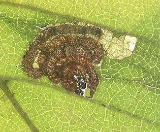 Mine of Stigmella viscerella on Ulmus