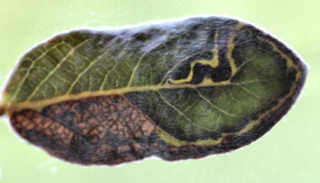 Mine of Stigmella zelleriella on Salix repens