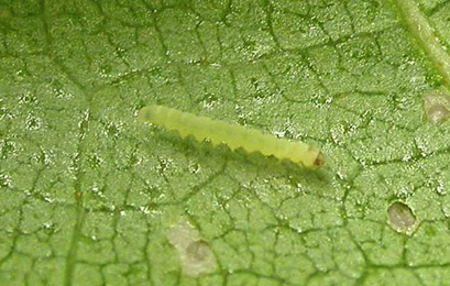 Mine of Swammerdamia caesiella on Betula