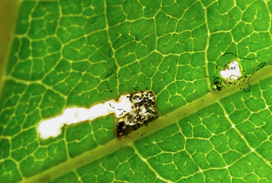 Mine of Swammerdamia caesiella on Betula