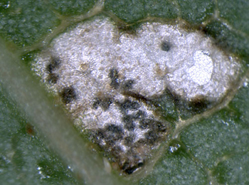 Mine of Swammerdamia caesiella on Betula