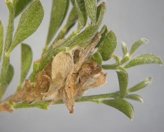 Mine of Syncopacma suecicella on Genista pilosa