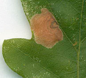 Mine of Tischeria dodonaea on Quercus robur