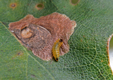 Mine of Tischeria dodonaea on Quercus rubra