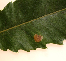 Mine of Tischeria dodonaea on Quercus 