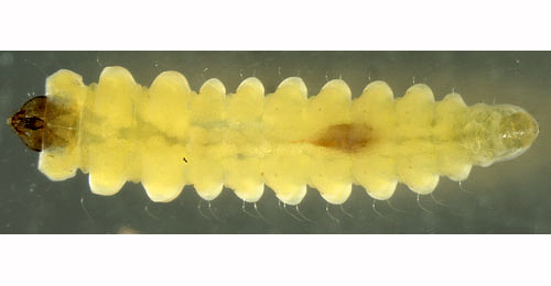 Tischeria dodonaea larva,  dorsal