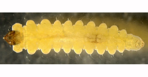 Tischeria dodonaea larva,  ventral