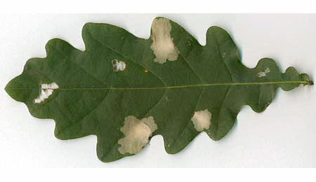 Mine of Tischeria ekebladella on Quercus robur