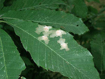 Mine of Tischeria ekebladella on Castanea