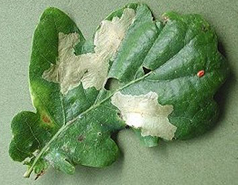 Mine of Tischeria ekebladella on Quercus