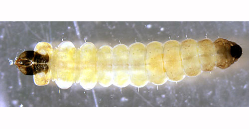 Tischeria ekebladella larva,  dorsal