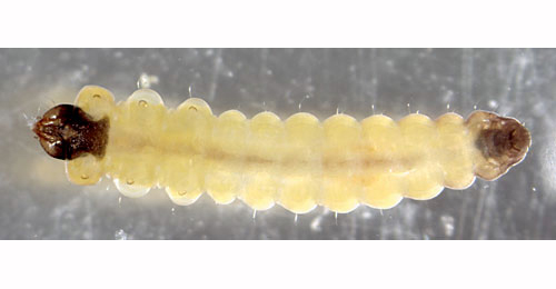 Tischeria ekebladella larva,  ventral