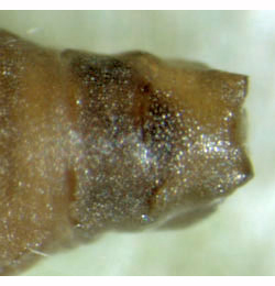 Tischeria ekebladella pupa,  cremaster,  dorsal