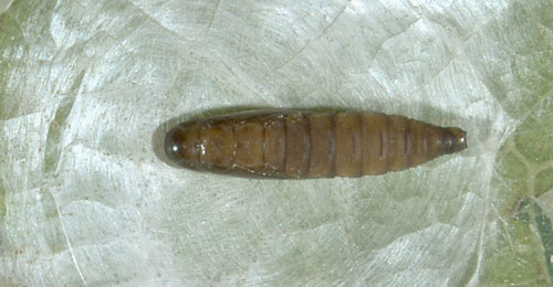 Tischeria ekebladella pupa,  dorsal