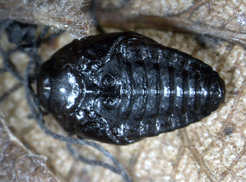 Trachys minutus pupa,  dorsal