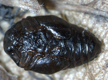 Trachys minutus pupa,  ventral