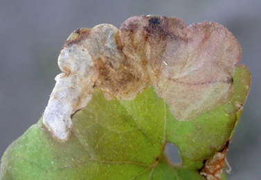 Mine of Trachys scrobiculatus on Glechoma hederacea