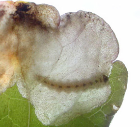 Mine of Trachys scrobiculatus on Glechoma hederacea