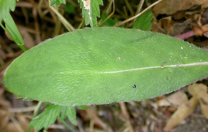 Mine of Trachys scrobiculatus on Succisa pratensis