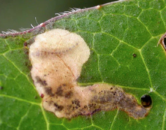 Mine of Trachys scrobiculatus on Succisa pratensis