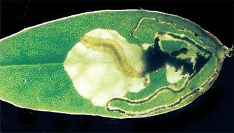 Mine of Trifurcula cryptella on Coronilla varia
