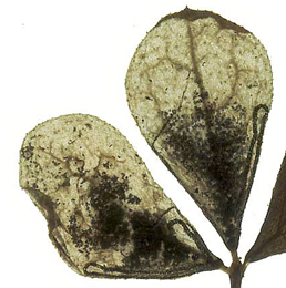 Mine of Trifurcula cryptella on Lotus corniculatus