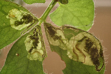 Mine of Trifurcula cryptella on Lotus