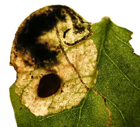 Mine of Trifurcula cryptella on Lotus