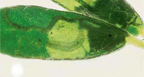 Mine of Trifurcula eurema on Dorycnium pentaphyllum