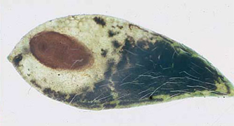 Mine of Trifurcula eurema on Dorycnium pentaphyllum