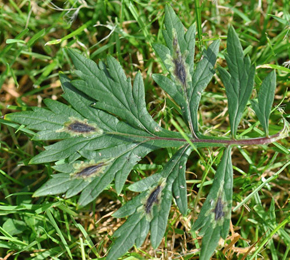 Mine of Trypeta artemisiae on Artemisia vulgaris