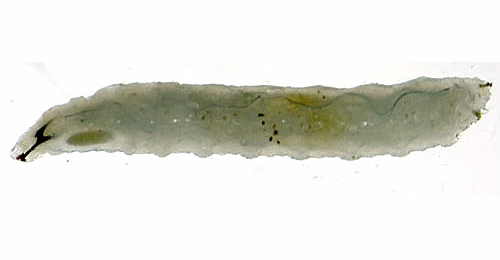 Trypeta artemisiae larva,  lateral