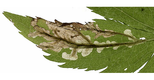 Mine of Trypeta zoe on Artemisia vulgaris