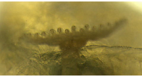  Trypeta zoe larva,  anterior spiracle